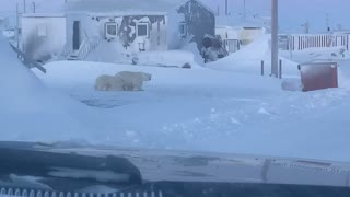 Mother Polar Bear and Cubs Wander into Town