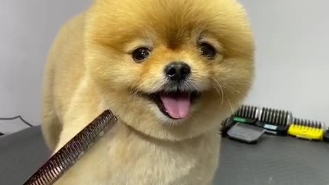 #efsaneyi#efsaneyi#pomeranain #dogs #doggroomer