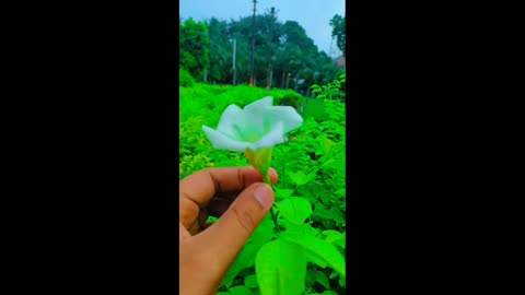 Beautiful White rose