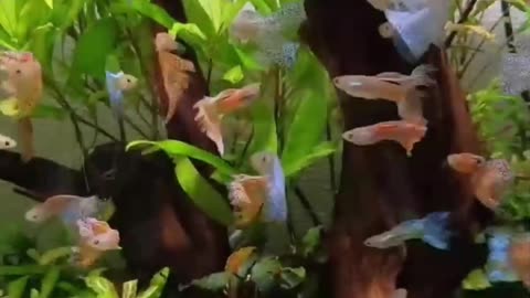 small fish in the aquarium