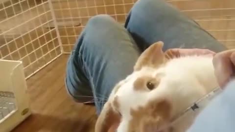Bunny Funny Rabbit Videos | Cute Baby Rabbits | Video Compilation