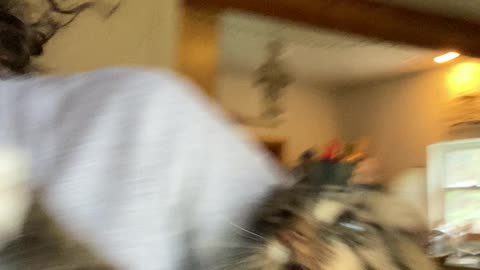 Cat Smacks Owner In the Face