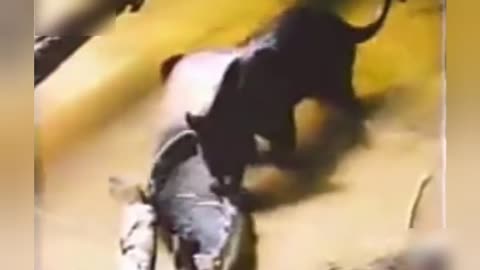 impressive jaguar catches 2-meter fish