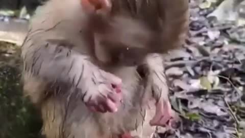 Hungry monkey baby🐒😧
