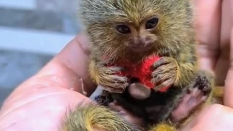 Have you ever seen such a small monkey? It can play on the palm of my hand