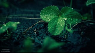 the sound of rain and thunder for sleep relaxation