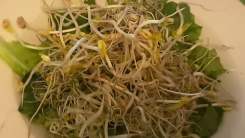 "Green Magic: Growing Bean Sprouts Without Soil in Just 6 Days!"