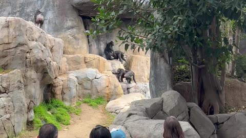 Chimpanzees Entertain Crowd at LA Zoo