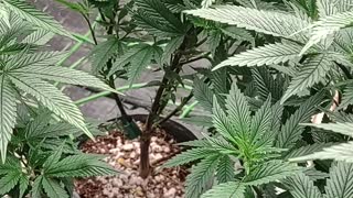 Chocolate strawberry cannabis plants