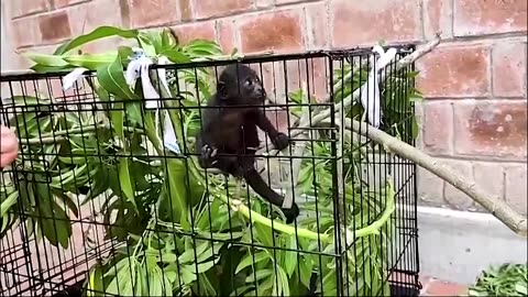Howler monkeys drop dead in Mexico amid heatwave
