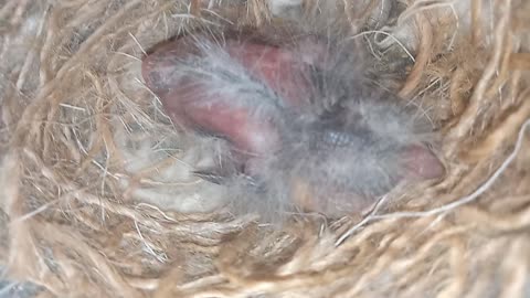 A baby bird in the nest is waiting for its mother to come to feed it