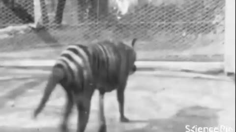 LAST KNOWN FOOTAGE OF A TASMANIAN TIGER