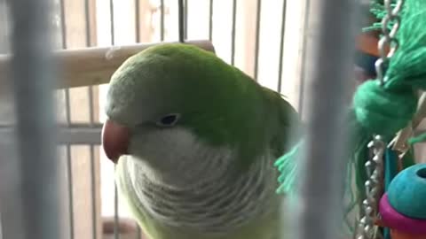French speaking baby parrot