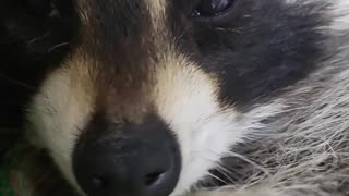 Raccoon sleeps in a hammock