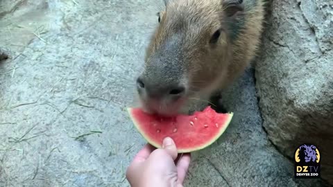 Capybarra Eating Fresh Watermelon!🥺🥰