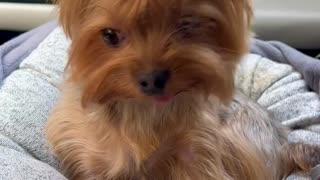 Adorable Yorkie Rides in Car with Mom