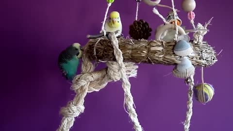 Budgies and Cockatiel Birds Playing and Feeding