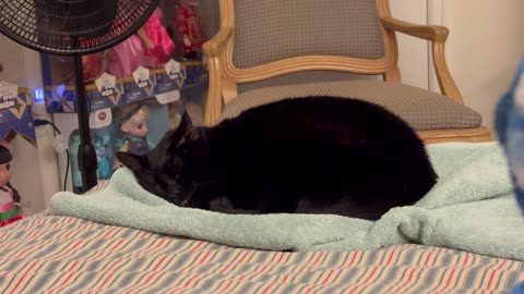 Adopting a Cat from a Shelter Vlog- Cute Precious Piper Sleeps with One Eye Open