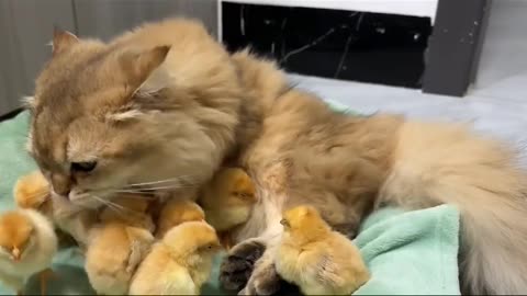 Cat and hen Children