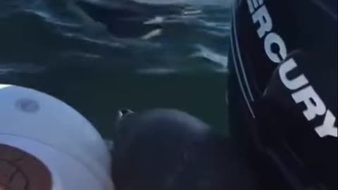 Seal hides from orcas in a boat 🦭😱.