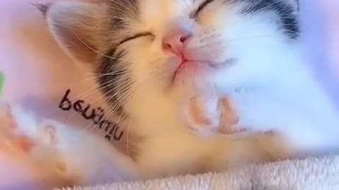 Beauty and innocence you will know in the sleep of these cute little Kittens