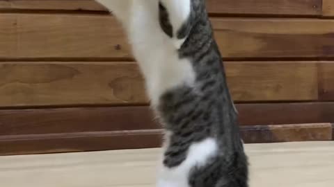 Have anybody ever seen boxing cat check out this cat