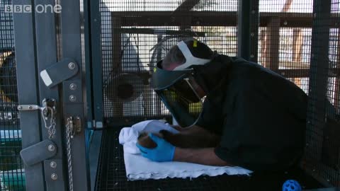 Welcome to the orphaned sea otter