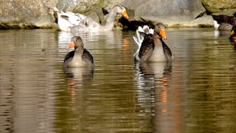 Beautiful Goose Swimming in water.