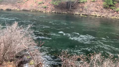 Hiking Beside Stunning Metolius River – Central Oregon