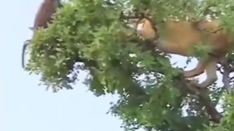 Tiger Attack Monkey On Tree ! Animals Video ! Wild Animals ! Monkey Video ! Tiger Video ! #Shorts --