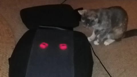 Cat chases massager