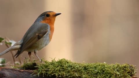 Happy Melodies of the Robin Bird in the Magical Forest | #NatureSounds