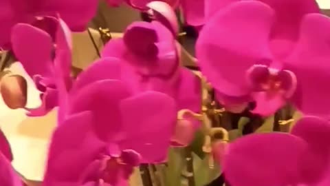 Purple #orchid #flowers #cny2023 #viral