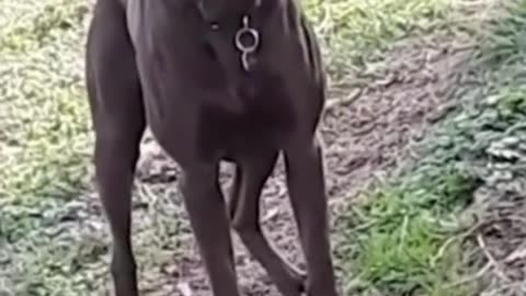 Funniest Animals Video Funny Dogs #funny #funnyvideo