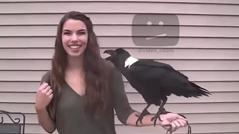 American gurl afraid to this crow🤣🤣