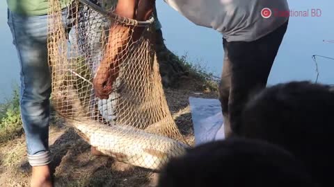 Best Fishing By A Pro Angler On A Village Area Hook Fishing Competition