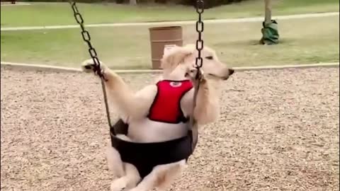 A dog on a swing