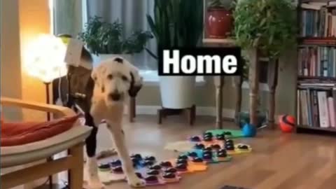 Dog Tells Mom he loves her