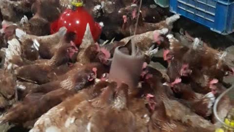 My Chicken Farm wash: 🐣🐣🐤🐤🐔🐔🐓🐓