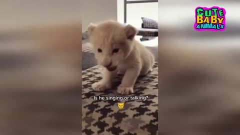 Cutest Lion Cubs Roar Telling That He is a King - Baby Lion Roaring