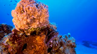 THE DEEP OCEAN _ 4K TV ULTRA HD _ Full Documentary - Beautiful Coral Reef Fish