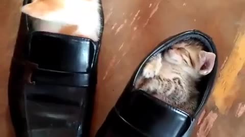 The kitten is trying to make its own place.cat video
