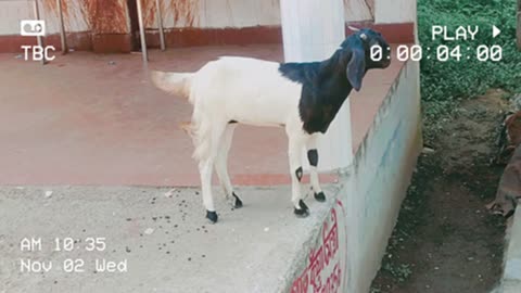 The gentle, calm, well-behaved goat is standing