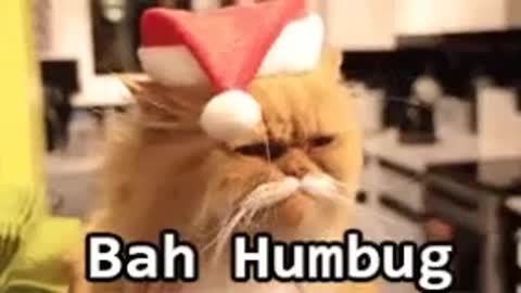 Ban humbug