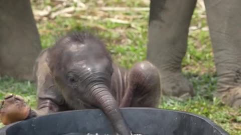 New world full of new adventures for baby elephant.