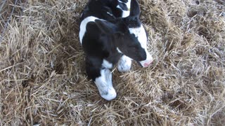 Calving at the Farm #AUSTRALIA