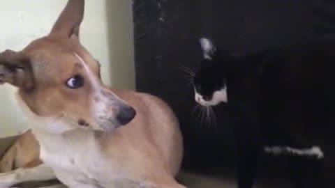 Dog and cat funny video/cat funny video/dog funny video/dog and cat funny moment