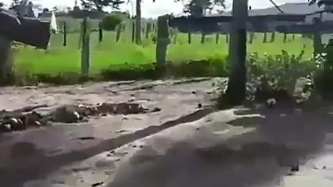 fight between cock and dog who will win