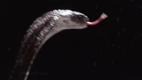 Cobra Spitting Venom
