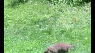 Groundhog Exploring